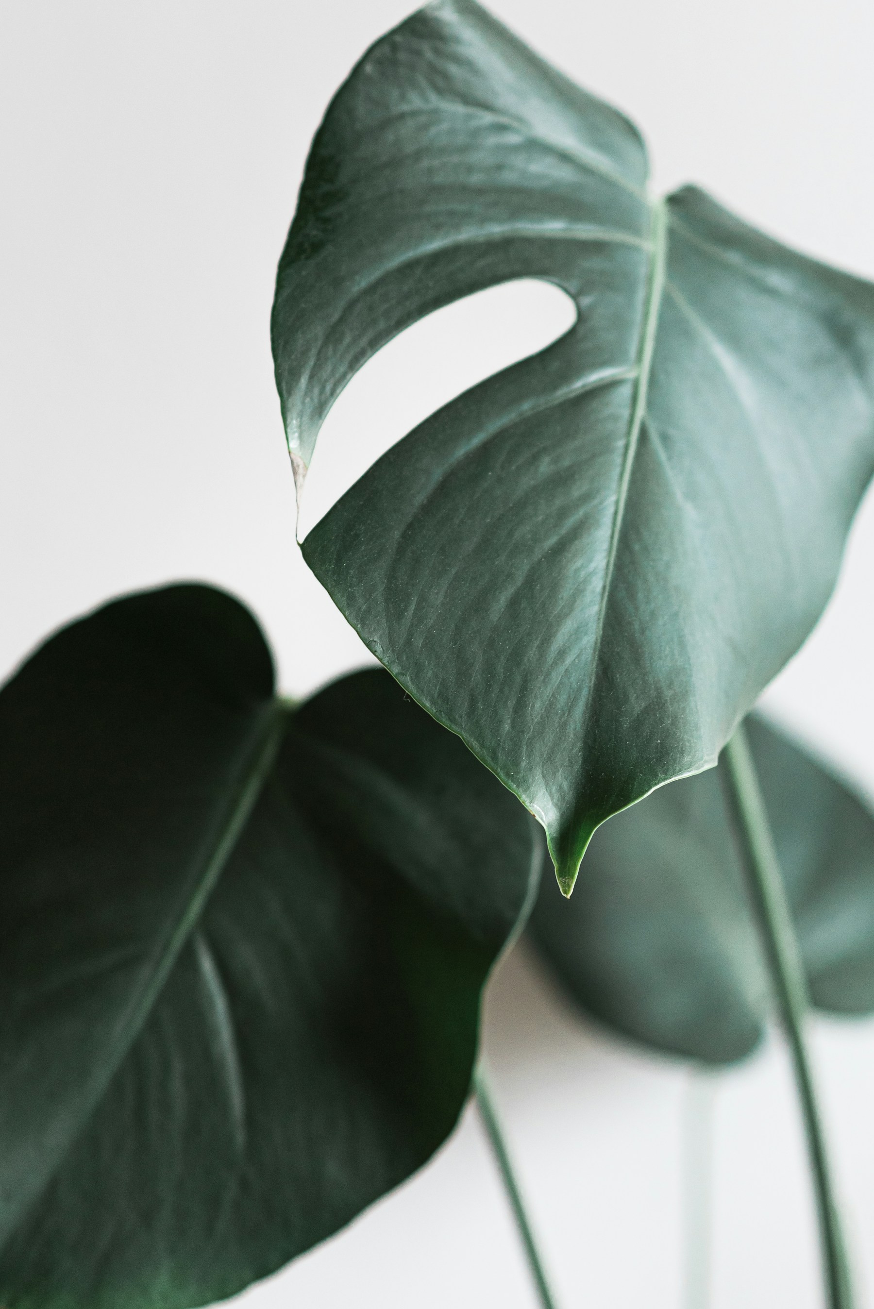 Green botanical leaves against a bright background
